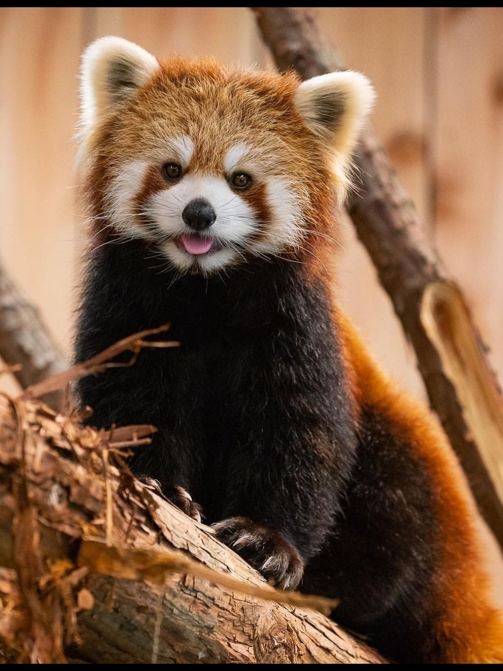 Red Panda Custom Fridge Magnet Home Kitchen Decor